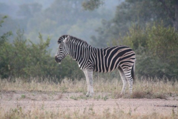 Zebra at Elephant Plains on safari in South Africa