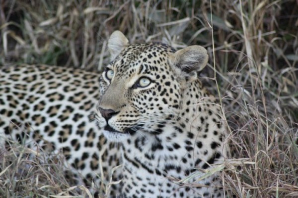 leopard mama elephant plains safari south africa