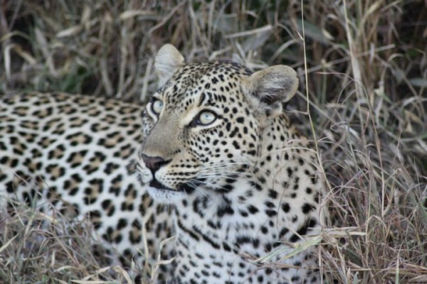 leopard mama elephant plains safari south africa