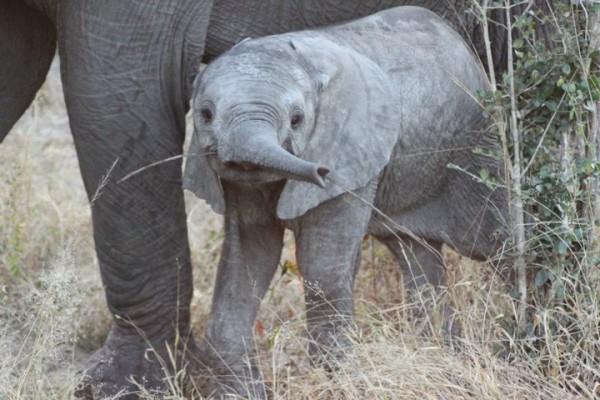 baby elephant elephant plains south africa safari