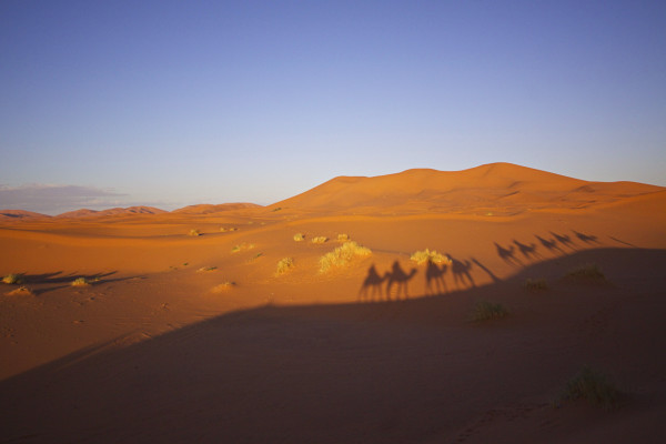 Camel trek shadows in Sahara Desert, Morocco