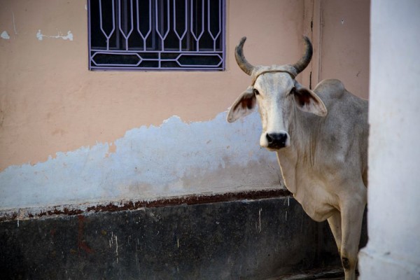 cow in tordi sagar india