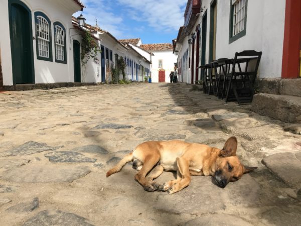 stray dog paraty brazil