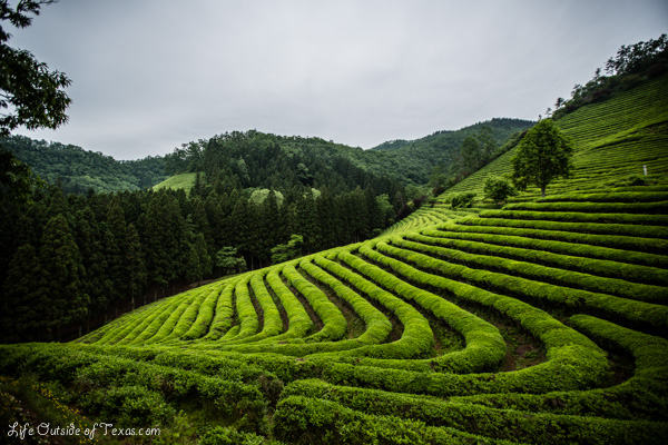 Boseong Green Tea Plantatoin